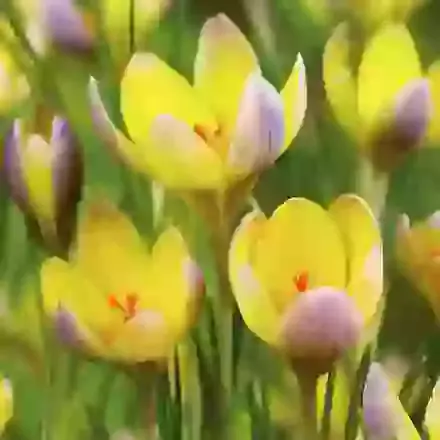 Early Spring Flowering Crocus